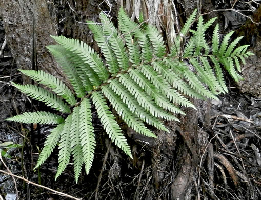 image of Anchistea virginica, Virginia Chain-fern