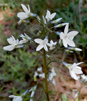 image of Amsonia ciliata, Sandhill Bluestar, Fringed Bluestar