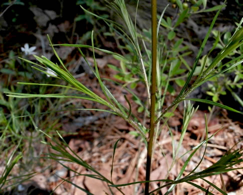 image of Amsonia ciliata, Sandhill Bluestar, Fringed Bluestar