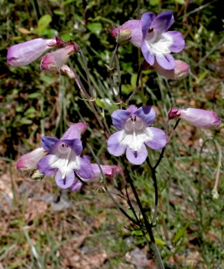 image of Penstemon dissectus, Georgia Beardtongue, Grit Beardtongue