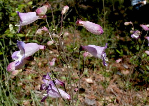 image of Penstemon dissectus, Georgia Beardtongue, Grit Beardtongue