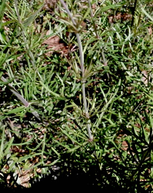 image of Penstemon dissectus, Georgia Beardtongue, Grit Beardtongue