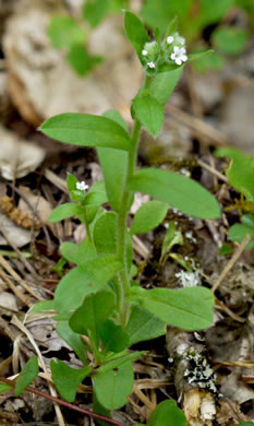 image of Myosotis verna, Spring Forget-me-not, Early Forget-me-not, Early Scorpion-grass