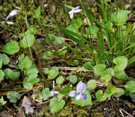 image of Viola labradorica, American Dog Violet