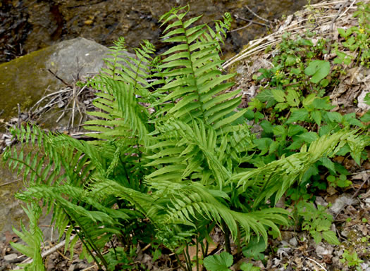 image of Diplaziopsis pycnocarpa, Glade Fern