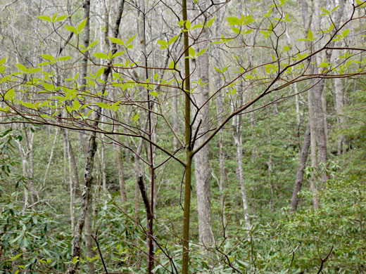 image of Swida alternifolia, Alternate-leaf Dogwood, Pagoda Dogwood, Pagoda Cornel