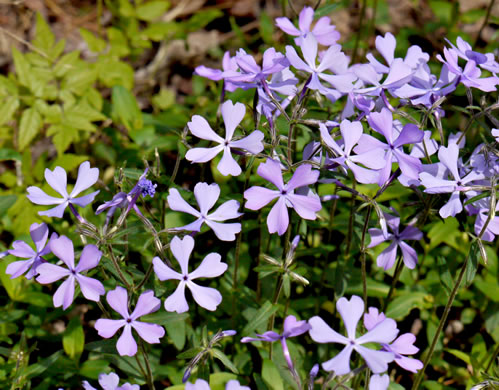 image of Phlox divaricata var. divaricata, Eastern Blue Phlox, Timber Phlox, Blue Woodland Phlox, Wild Blue Phlox