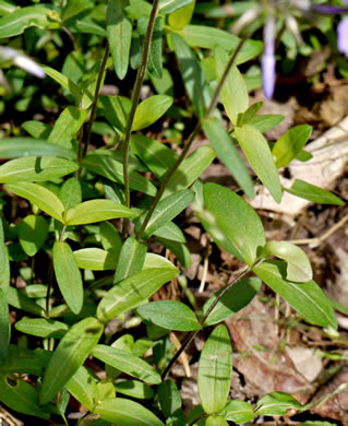 image of Phlox divaricata, Eastern Blue Phlox, Timber Phlox, Blue Woodland Phlox, Wild Blue Phlox