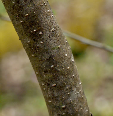 image of Lindera benzoin, Northern Spicebush, Wild Allspice