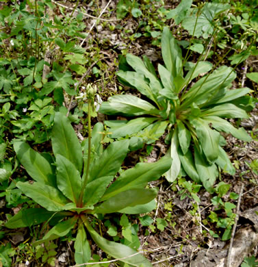 image of Primula meadia, Eastern Shooting Star