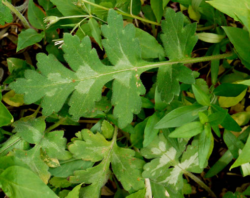 image of Hydrophyllum macrophyllum, Hairy Waterleaf, Largeleaf Waterleaf