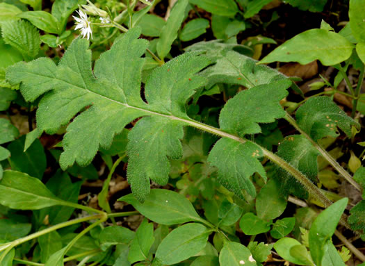 image of Hydrophyllum macrophyllum, Hairy Waterleaf, Largeleaf Waterleaf