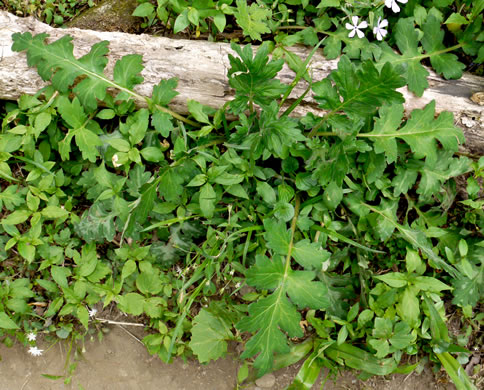 image of Hydrophyllum macrophyllum, Hairy Waterleaf, Largeleaf Waterleaf