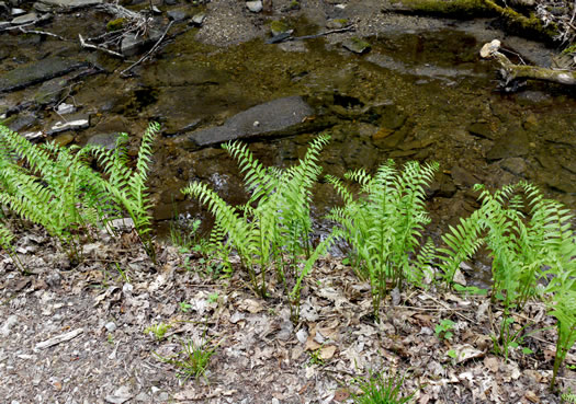 image of Diplaziopsis pycnocarpa, Glade Fern