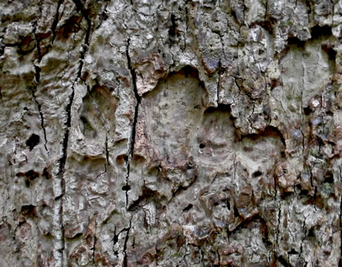 image of Liriodendron tulipifera var. tulipifera, Tuliptree, Yellow Poplar, Whitewood