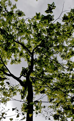 image of Cladrastis kentukea, Kentucky Yellowwood, Gopherwood