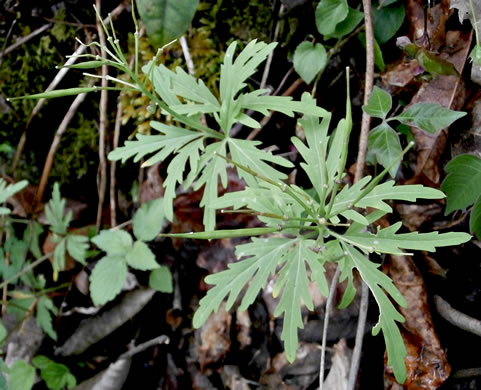 image of Cardamine concatenata, Cutleaf Toothwort