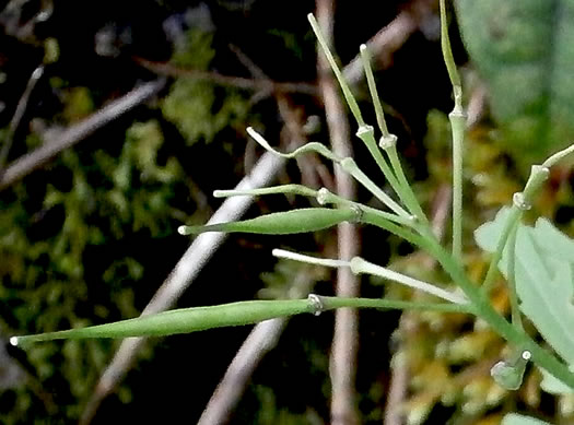 image of Cardamine concatenata, Cutleaf Toothwort