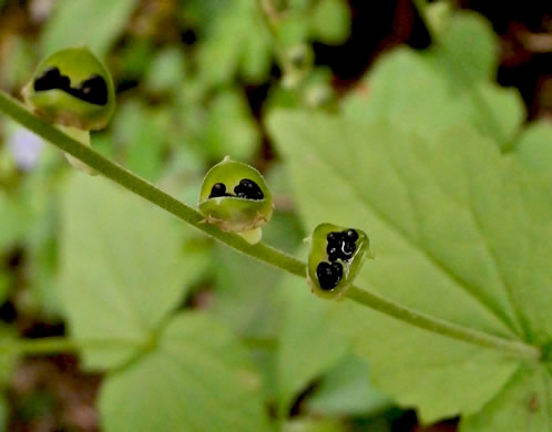 image of Mitella diphylla, Two-leaved Miterwort, Bishop's Cap