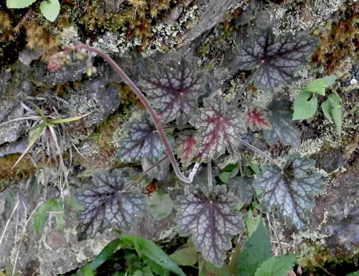 image of Heuchera americana, American Alumroot