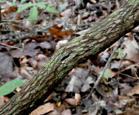 image of Stewartia ovata, Mountain Camellia, Mountain Stewartia