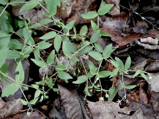 image of Stellaria pubera, Giant Chickweed, Star Chickweed, Great Chickweed, Common Starwort