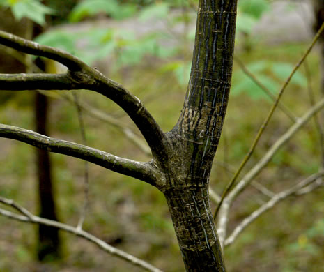 image of Halesia tetraptera var. tetraptera, Common Silverbell