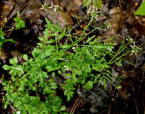 image of Cardamine pensylvanica, Pennsylvania Bittercress, Quaker Bittercress