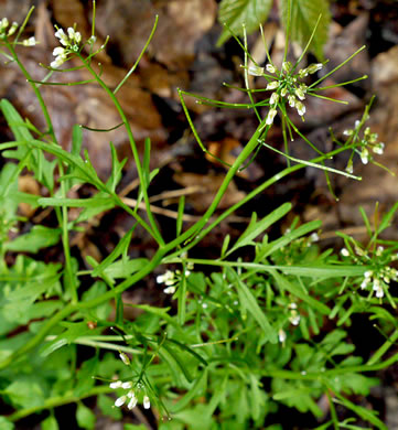 Pennsylvania Bitter Cress (Cardamine pensylvanica)