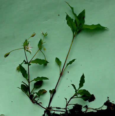 image of Stellaria pubera, Giant Chickweed, Star Chickweed, Great Chickweed, Common Starwort