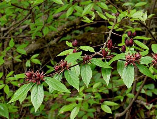 image of Calycanthus floridus, Sweetshrub, Carolina Allspice, Strawberry-shrub