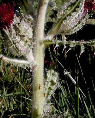 image of Cirsium horridulum var. horridulum, Common Yellow Thistle, Purple Thistle, Bristle Thistle, Horrid Thistle