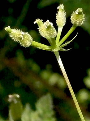 fruit of Anthriscus caucalis, Bur Chervil, Bur-parsley