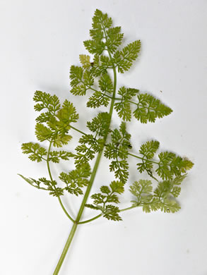 leaf or frond of Anthriscus caucalis, Bur Chervil, Bur-parsley
