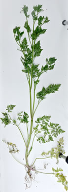 Anthriscus caucalis, Bur Chervil, Bur-parsley