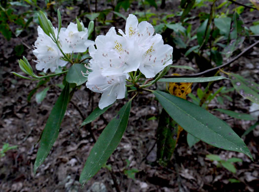 image of Rhododendron carolinianum, Carolina Rhododendron, Punctatum