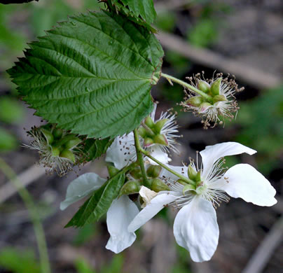 sepals or bracts of Rubus pensilvanicus, Pennsylvania Blackberry, Highbush Blackberry, Southern Blackberry