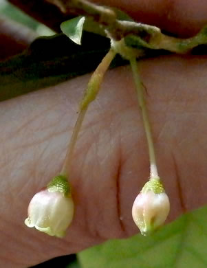 image of Gaylussacia ursina, Bear Huckleberry, Buckberry, Mountain Huckleberry, Bearberry