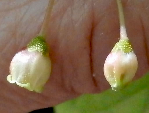 image of Gaylussacia ursina, Bear Huckleberry, Buckberry, Mountain Huckleberry, Bearberry