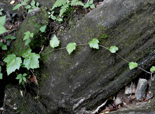 image of Tiarella austrina, Escarpment Foamflower, Southern Foamflower