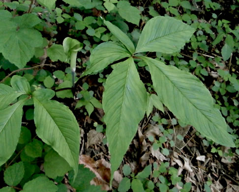 image of Arisaema quinatum, Preacher John, Southern Jack-in-the-Pulpit, Prester-John