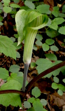 image of Arisaema quinatum, Preacher John, Southern Jack-in-the-Pulpit, Prester-John