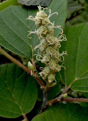 image of Fothergilla major, Large Witch-alder, Mountain Witch-alder, Fothergilla