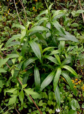 image of Symphyotrichum puniceum var. puniceum, Purplestem Aster, Swamp Aster