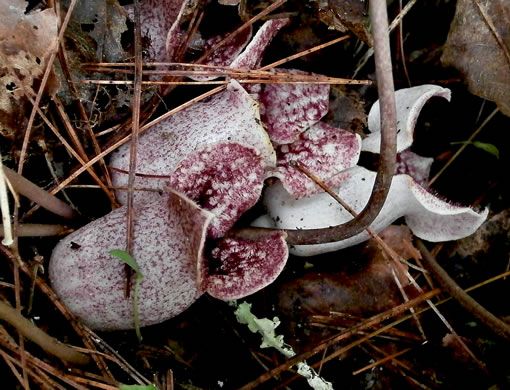 image of Hexastylis shuttleworthii, Large-flower Heartleaf, Wild Ginger