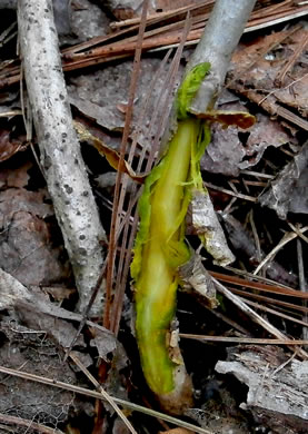 image of Xanthorhiza simplicissima, Yellowroot