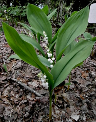 image of Convallaria pseudomajalis, American Lily-of-the-valley