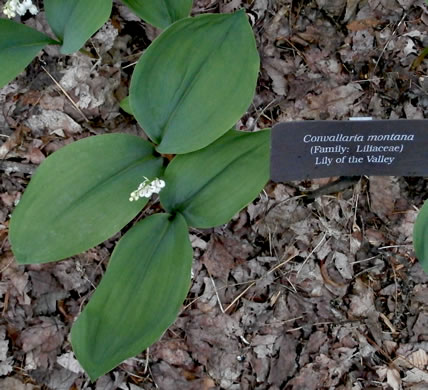 image of Convallaria pseudomajalis, American Lily-of-the-valley