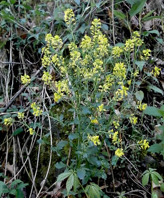 image of Barbarea vulgaris, Yellow Rocket-cress, Common Winter-cress, Yellow Rocket, Creasy