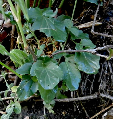 image of Barbarea vulgaris, Yellow Rocket-cress, Common Winter-cress, Yellow Rocket, Creasy